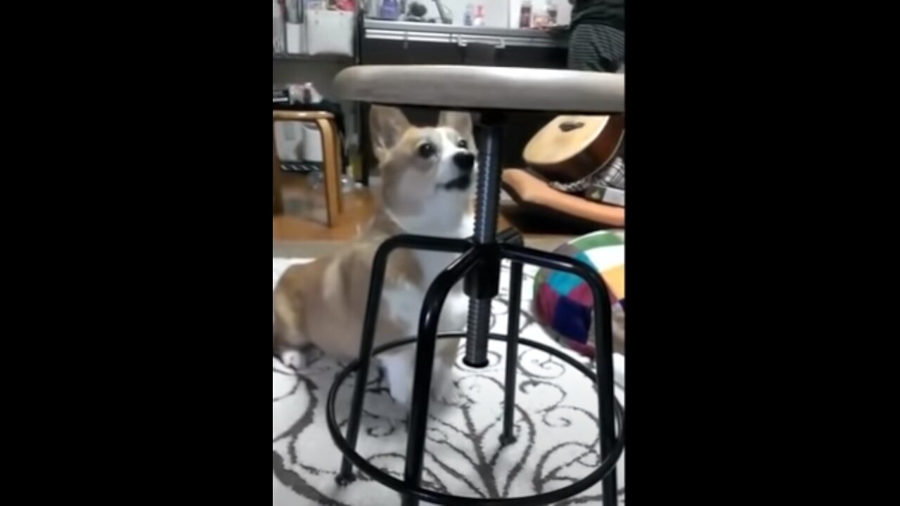 Funny Dog Barking - Compilation