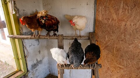 NEW Chickens To Make our ROOSTER Happy