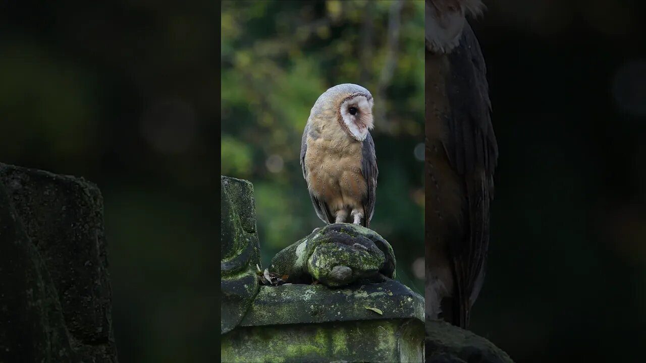 Barn Owl and an Angel #shorts #short