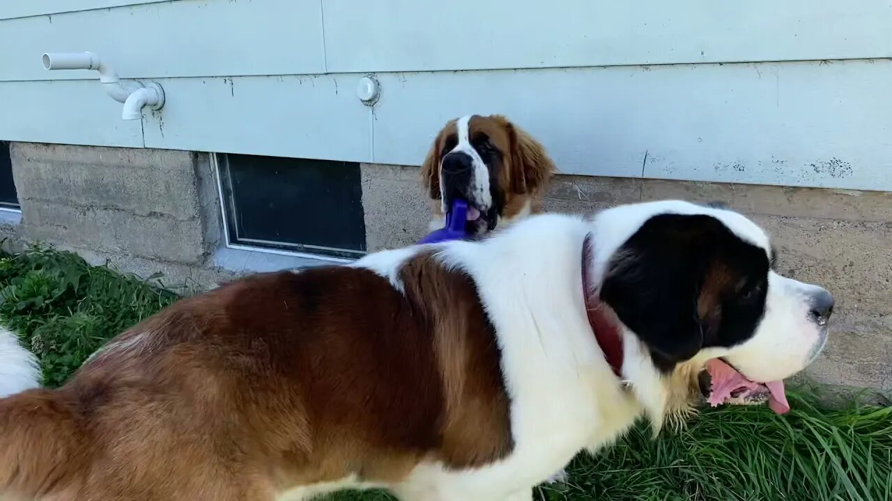 Jolly ball, beat toy ever. Great Dane and St. Bernards love it.