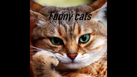 Gatos divirtiendose