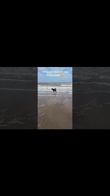 The ocean 🌊 stole my dog ball 😭