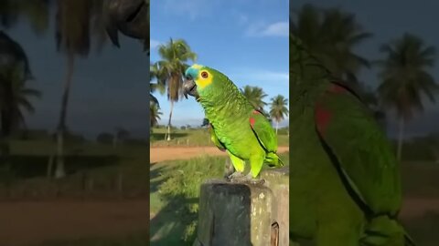 Parrots lover #ytshorts #shorts #PetpupFun #trending #viral