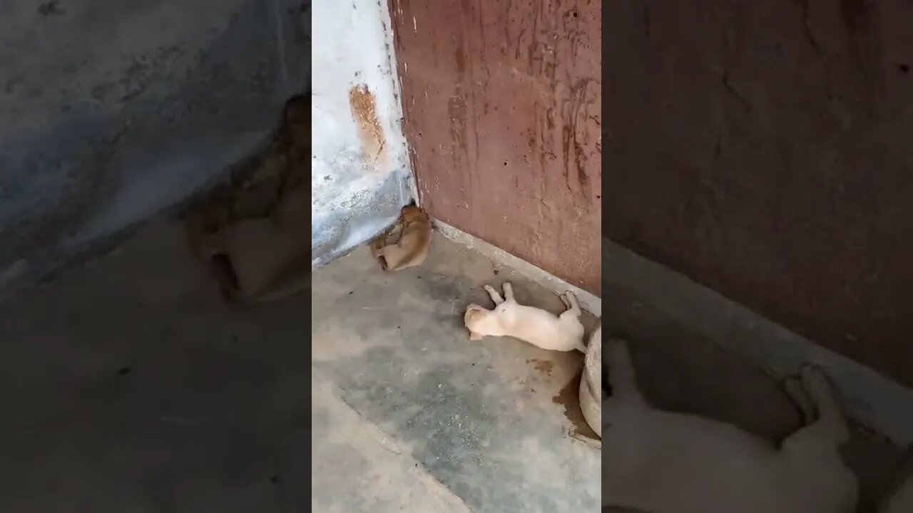 Nap time for stray puppies
