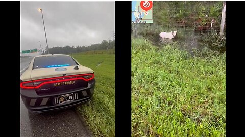 Florida Highway Patrol FHP Troopers Rescued Dog Left Tied to Pole on I-75 near Bruce B Downs Blvd, Hillsborough County, Fla (10.9.24)