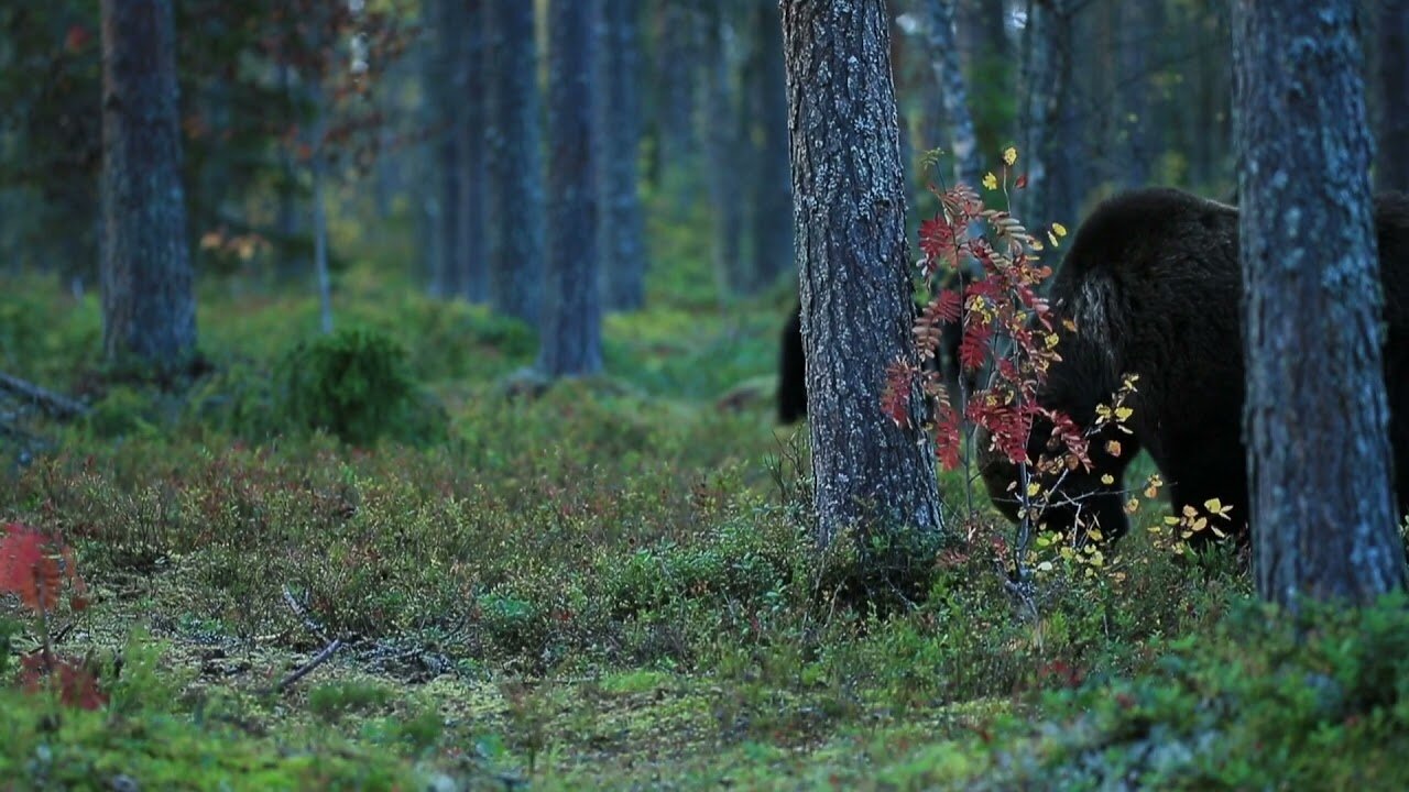 Finland Brown Bear 1080p HD Video