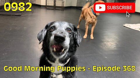 [0982] GOOD MORNING PUPPIES - EPISODE 368 [#dogs #doggos #doggos #puppies #dogdaycare]