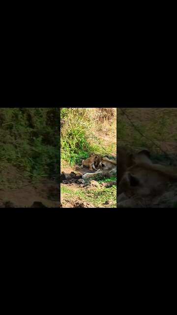Lioness And Cute Cubs #shorts