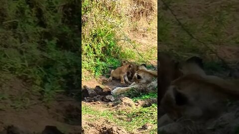 Lioness And Cute Cubs #shorts