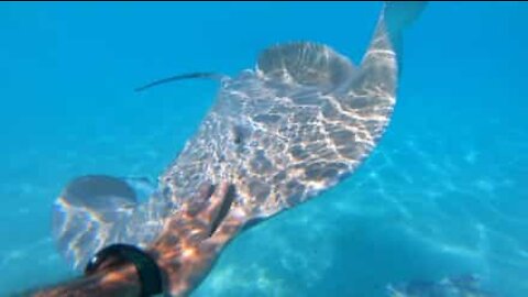 Mergulhador nada com raias em Bora Bora