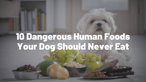 10 Dangerous Human Foods Your Dog Should Never Eat