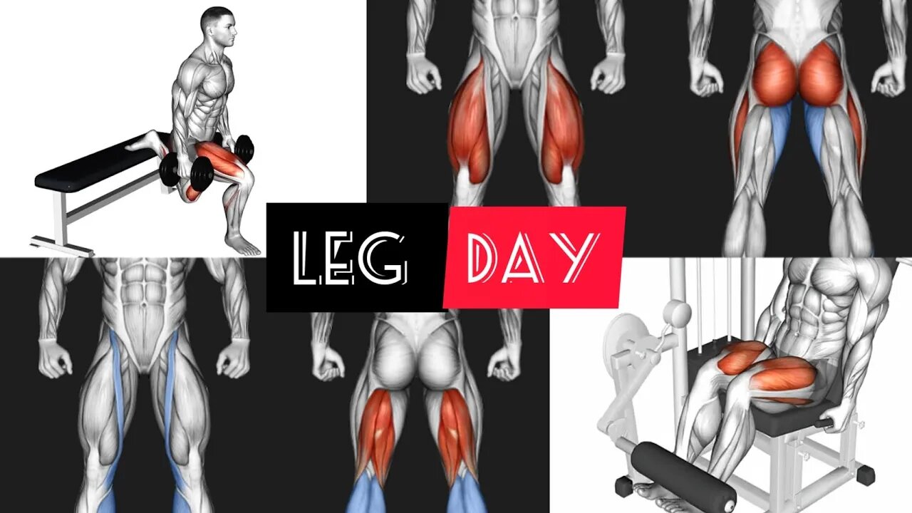 Challenging Leg Workout : Leg Day (gym)