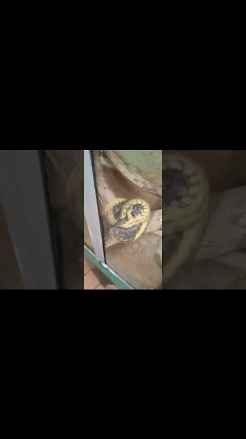 Two snakes coiled up together. 🙃