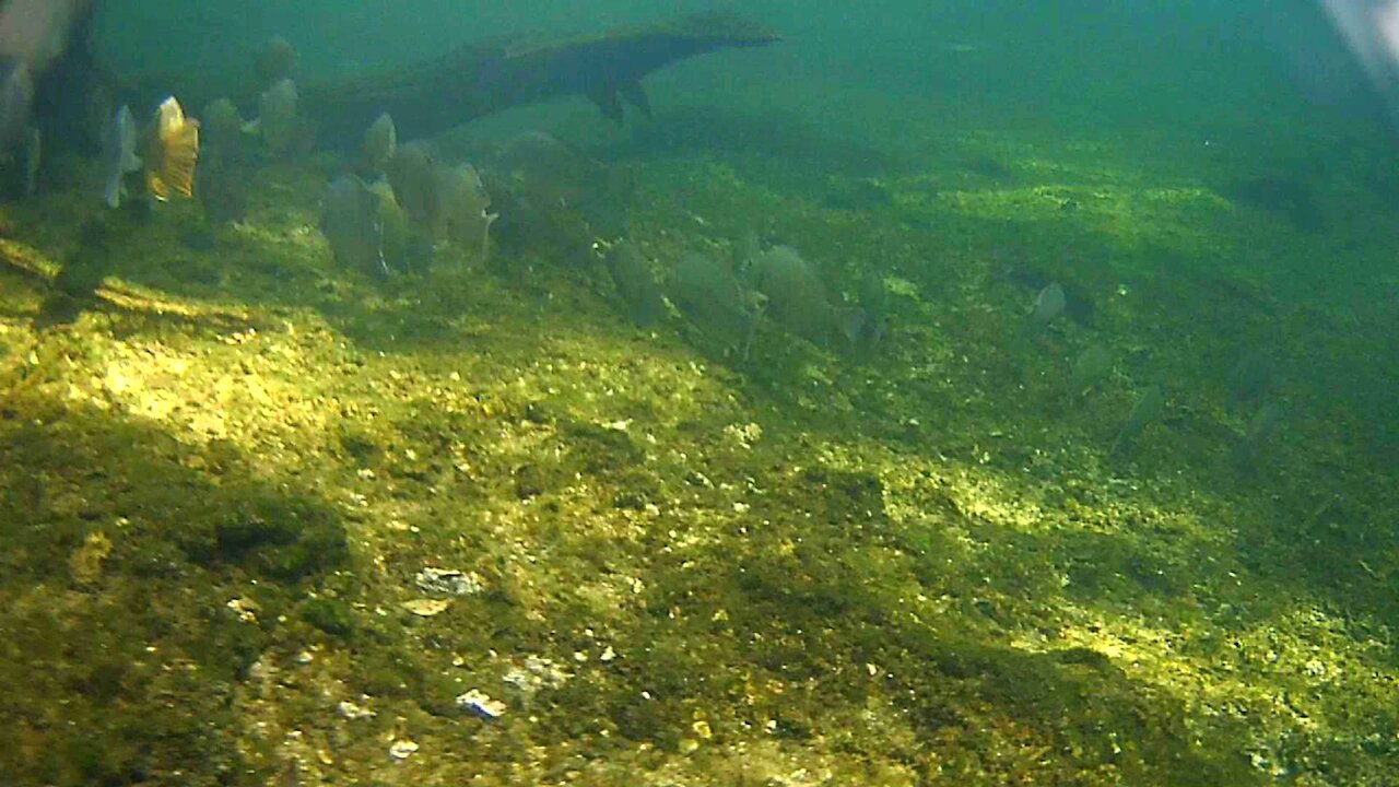 Chasing Fish Underwater