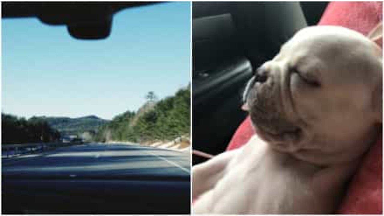 Viaggiare è molto stancante per questa cagnolina