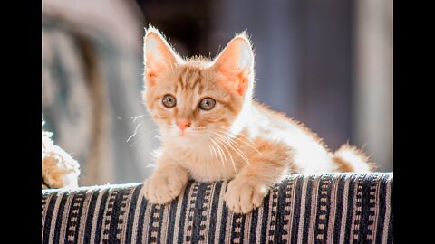 kitten playing