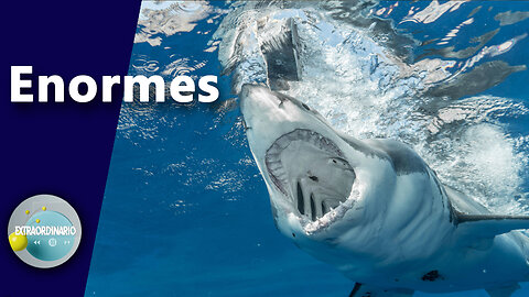 ESTOS SON LOS TIBURONES MÁS GRANDES QUE EXISTEN