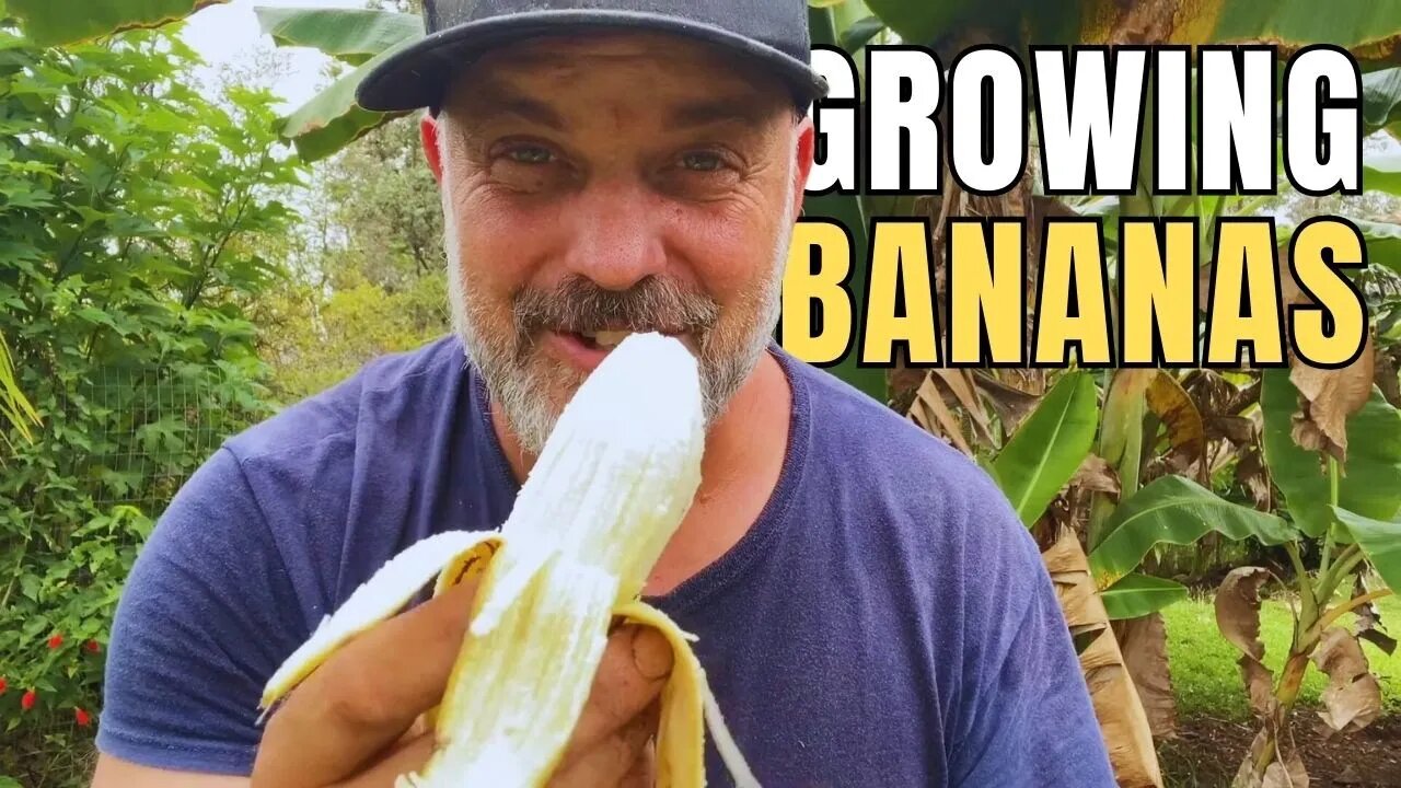 Bananas About Growing Bananas