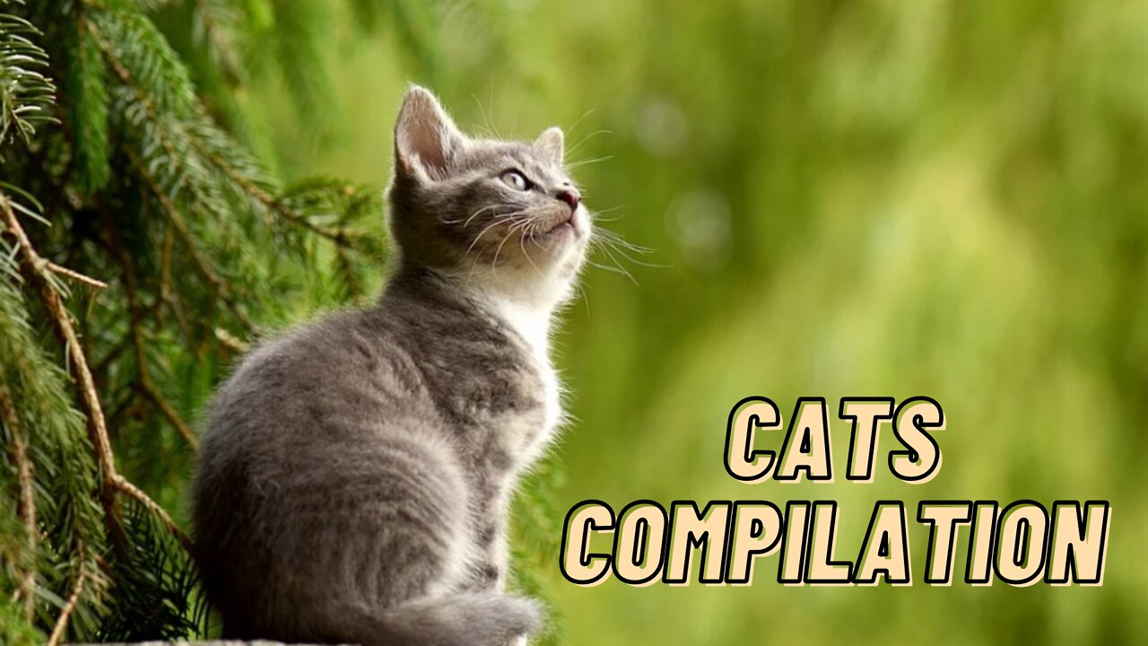 Cat Videos For Cats To Watch | Cute Cats Compilation Videos By Kingdom Of Awais