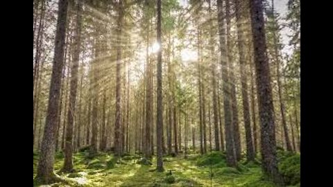nature | CINEMATIC 4k video -drone-