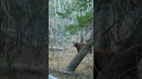 Black Bear Shot in Wyoming!