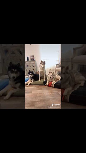 Cute and funny dog videos compilation ❤️😍 #shorts