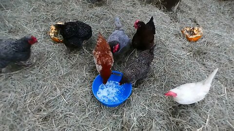 Plain cooked jasmine rice. Chickens really liked it!