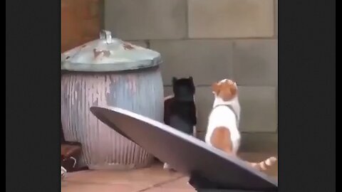 Ballet of the Synchronized Cats
