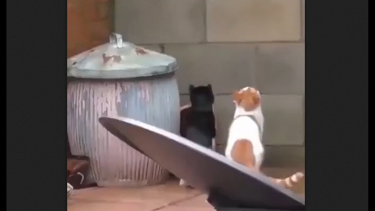 Ballet of the Synchronized Cats