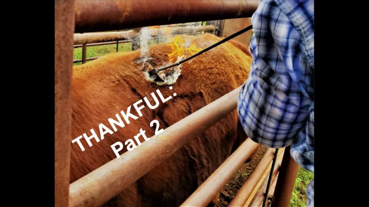 THANKFUL for the Ranch - Part 2 (In the Chute - Round 56)