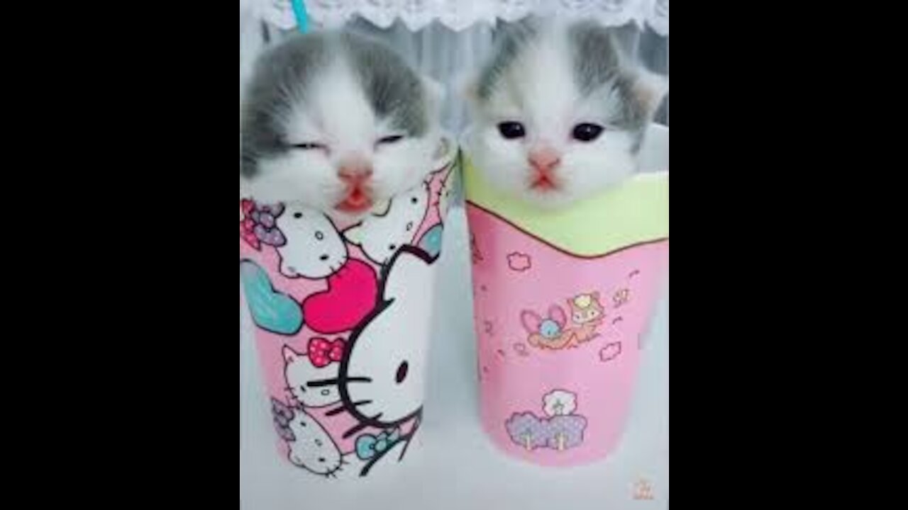 Baby Cats Cute and Funny Cat Videos Compilation