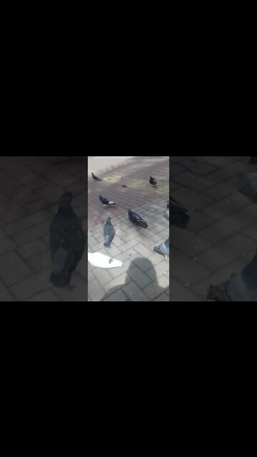 alimentando os pombos na praca pt5 #shorts