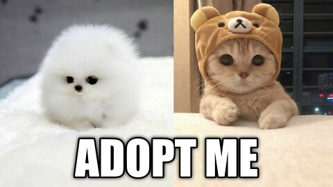 Cute Cats And Funny Dogs Videos Compilation