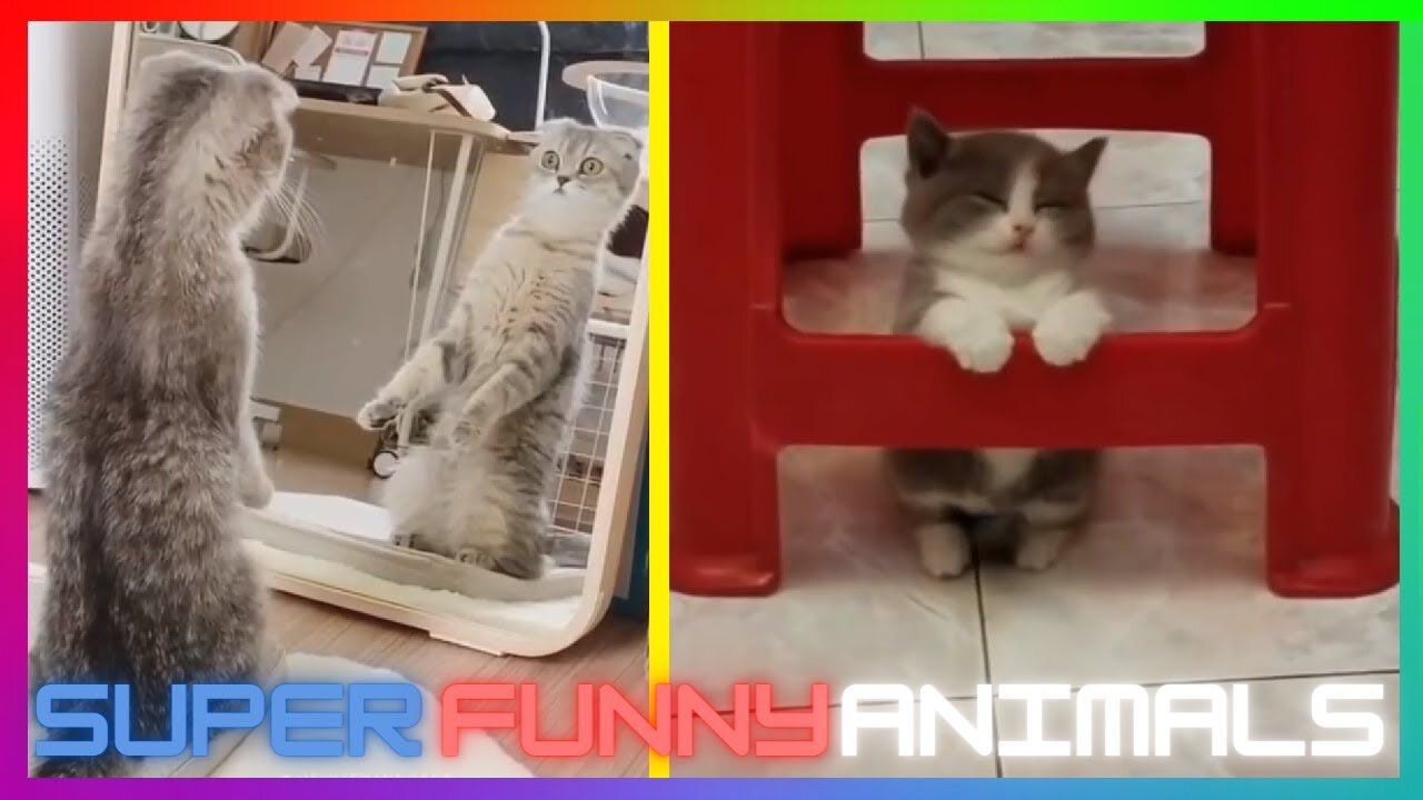 Super Funny Animals Smart Cats And Cute Dogs Funny And Crazy Animals
