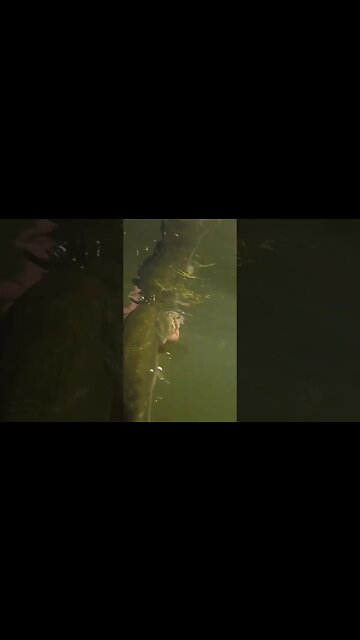 Solid Bass Caught at Wilde Lake in Columbia, Maryland. #largemouthbassfishing #fishing #largemouth