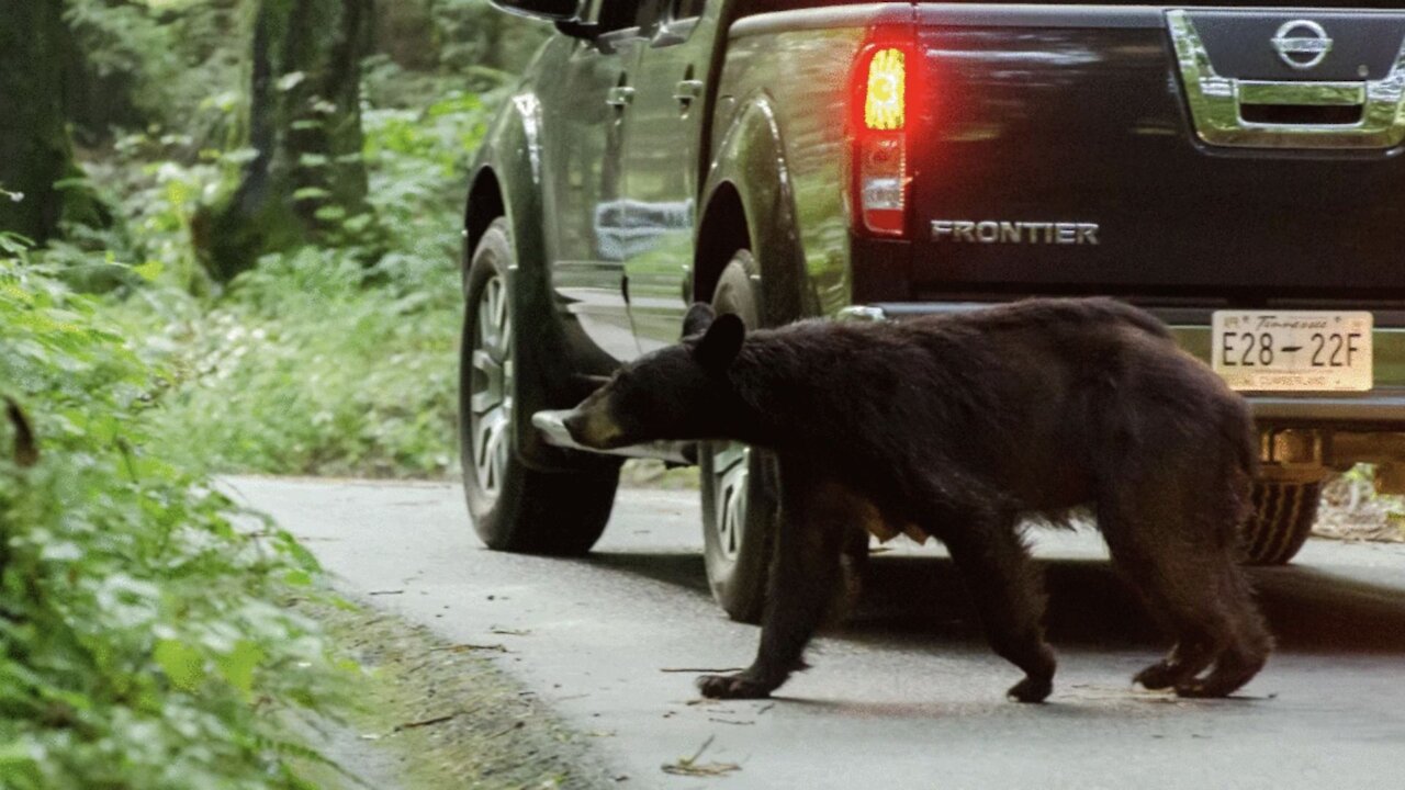 A Bear Was Found Roaming Loose In Montreal & Here's What's Happening To It Now