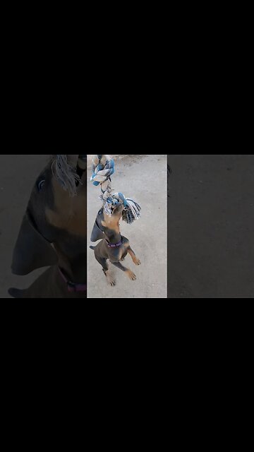 Doberman Puppy Learns to Play Tug of War. ❤️🐕 #dobermanpuppy #dobermanpinscher #dobermanlove #dobie