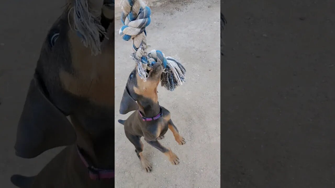 Doberman Puppy Learns to Play Tug of War. ❤️🐕 #dobermanpuppy #dobermanpinscher #dobermanlove #dobie