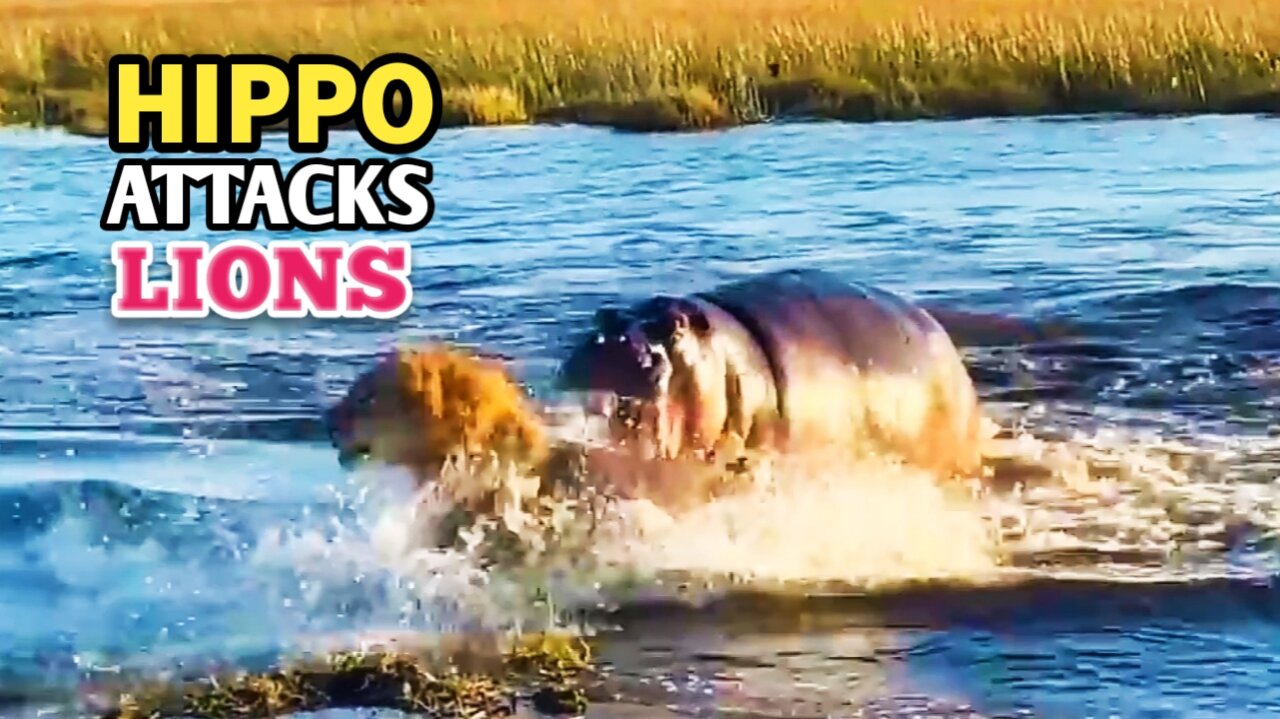 Hippo vs Lions | Hippo Attacks 3 Lions Crossing The River |