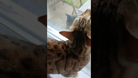 Cat sees friend through window #bengalcat #catfriends