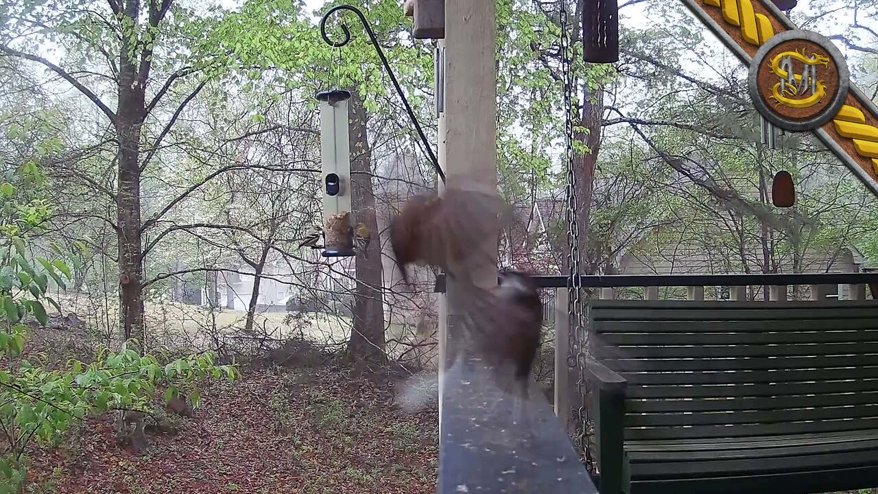 Song Sparrow Spar
