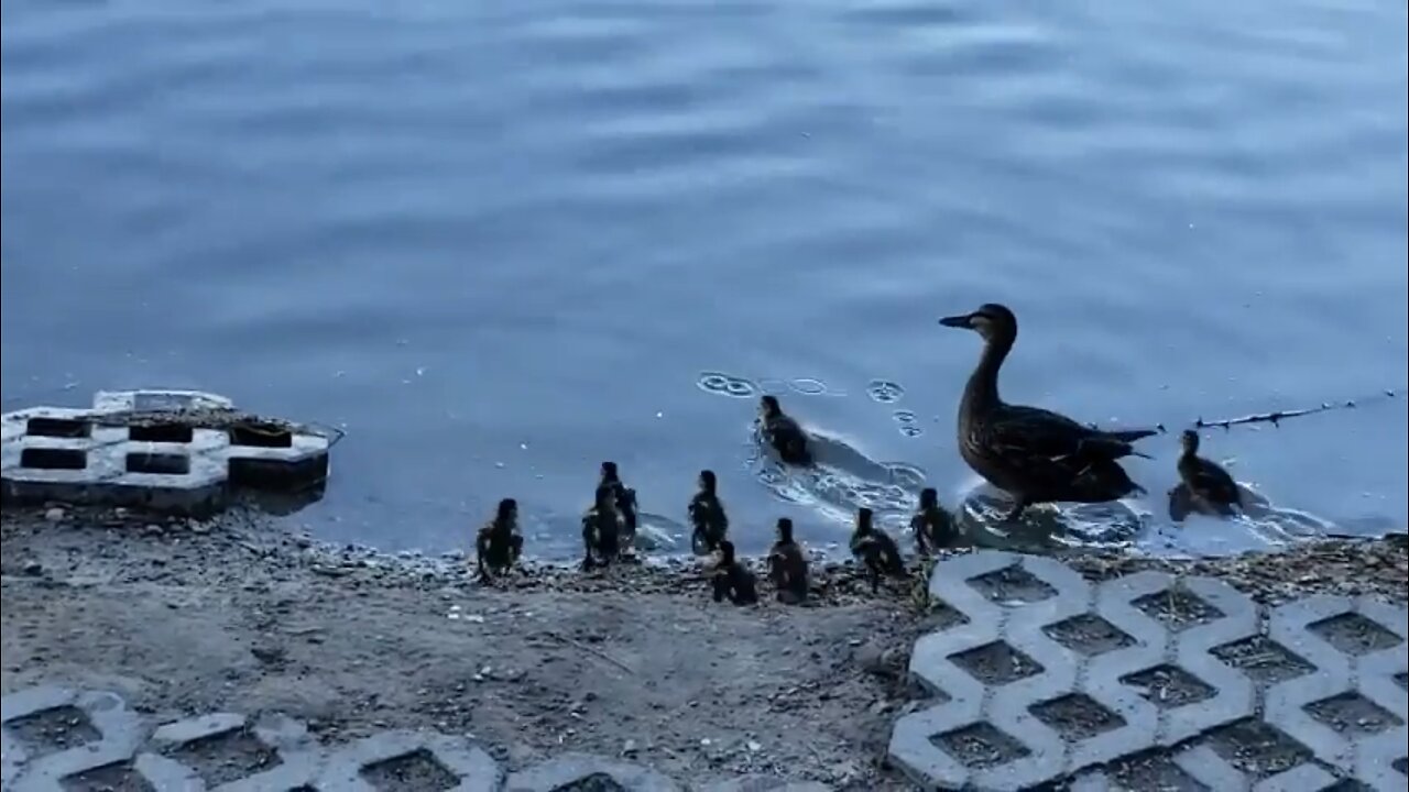 Mommy duck and many cute baby ducklings!!