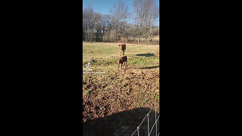 Baby bull calf with sisters and brother.