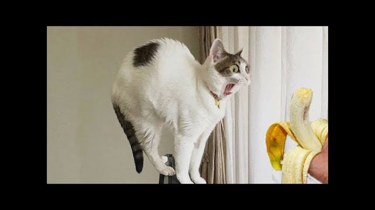 😁 Funniest 😻 Cats and 🐶 Dogs - Awesome Funny Pet Animals 😇