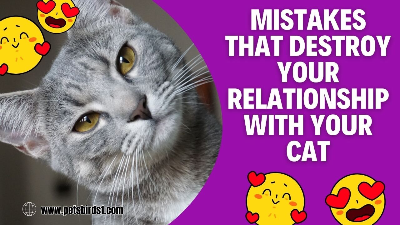 Avoid this with your cat | Feline care