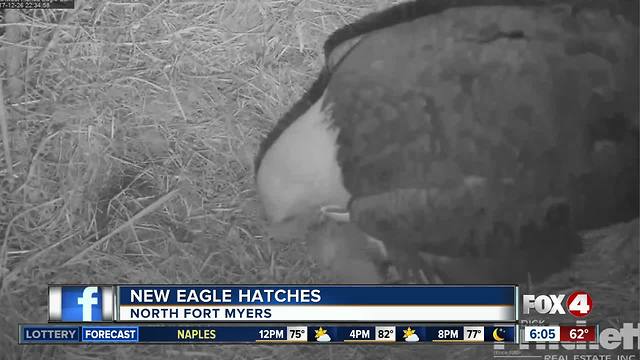 E10 hatches in the eagle cam nest