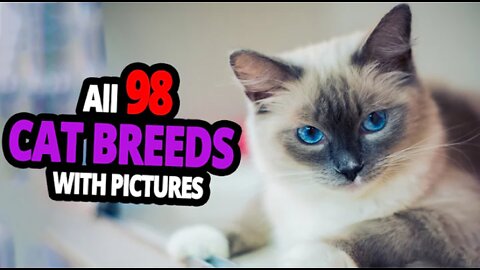 All Cat Breeds A-Z With Pictures! (all 98 breeds in the world)