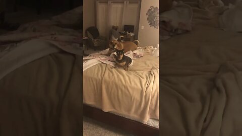 Finny the Dog makes the bed