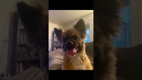Pictures of dog friends