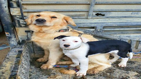 The dog provides assistance to his little one, and takes him out of the hole